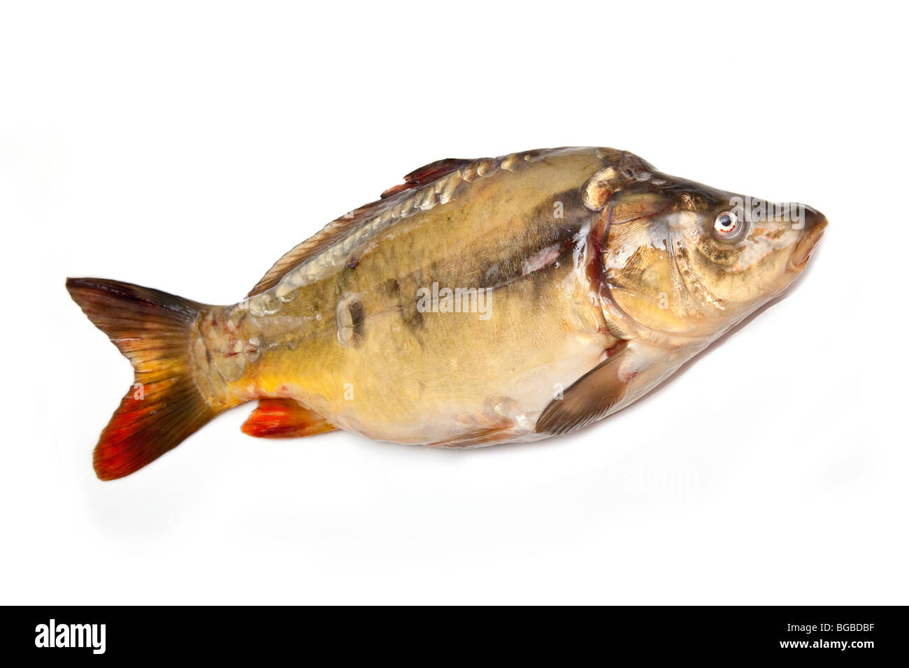 Carpe miroir(poissons Cyprinus carpio morpha noblis) isolated on a white background studio. Banque D'Images