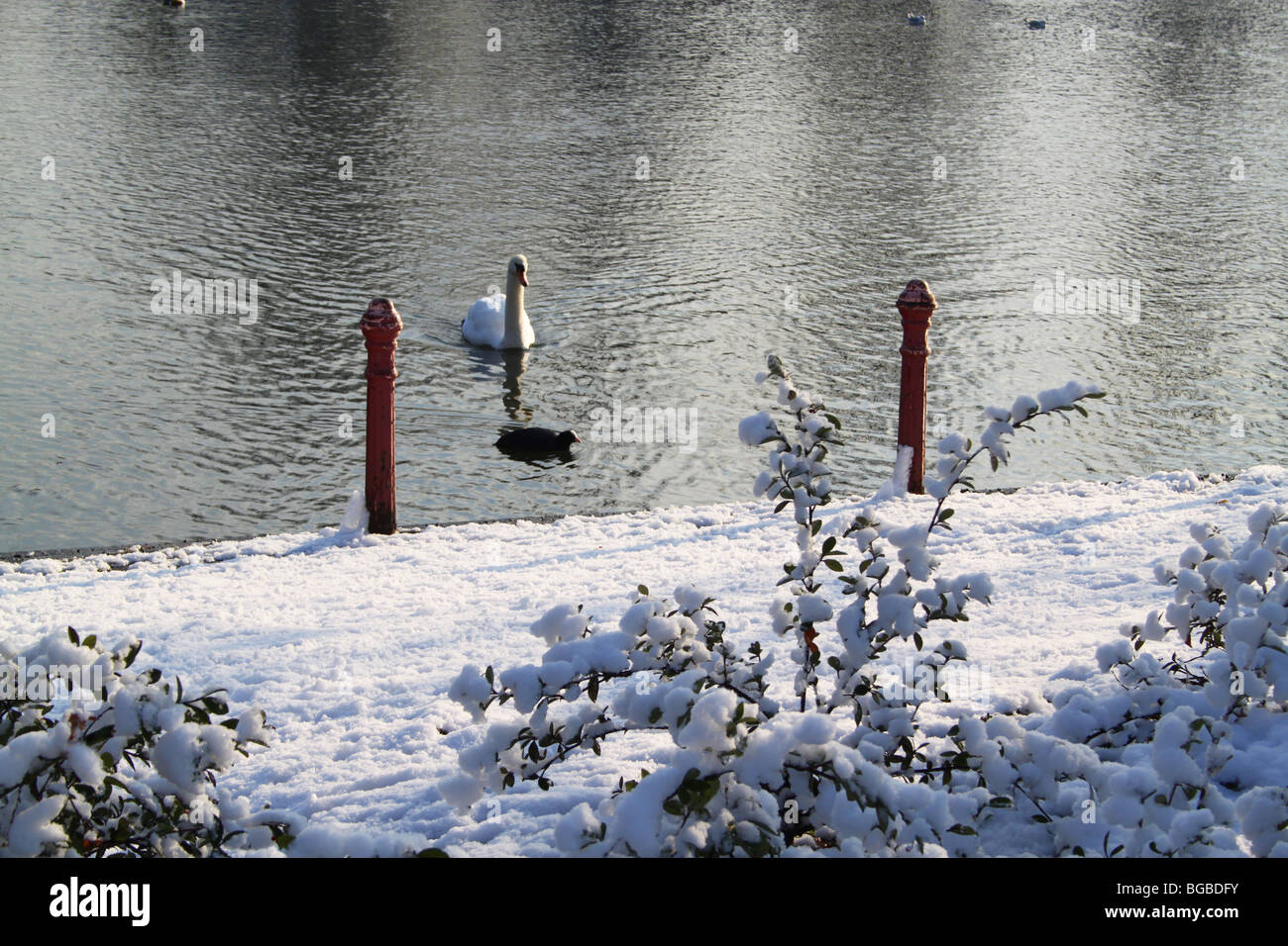 Glisser à travers Swan lac glacé, Crystal Palace Park, Londres, UK Banque D'Images