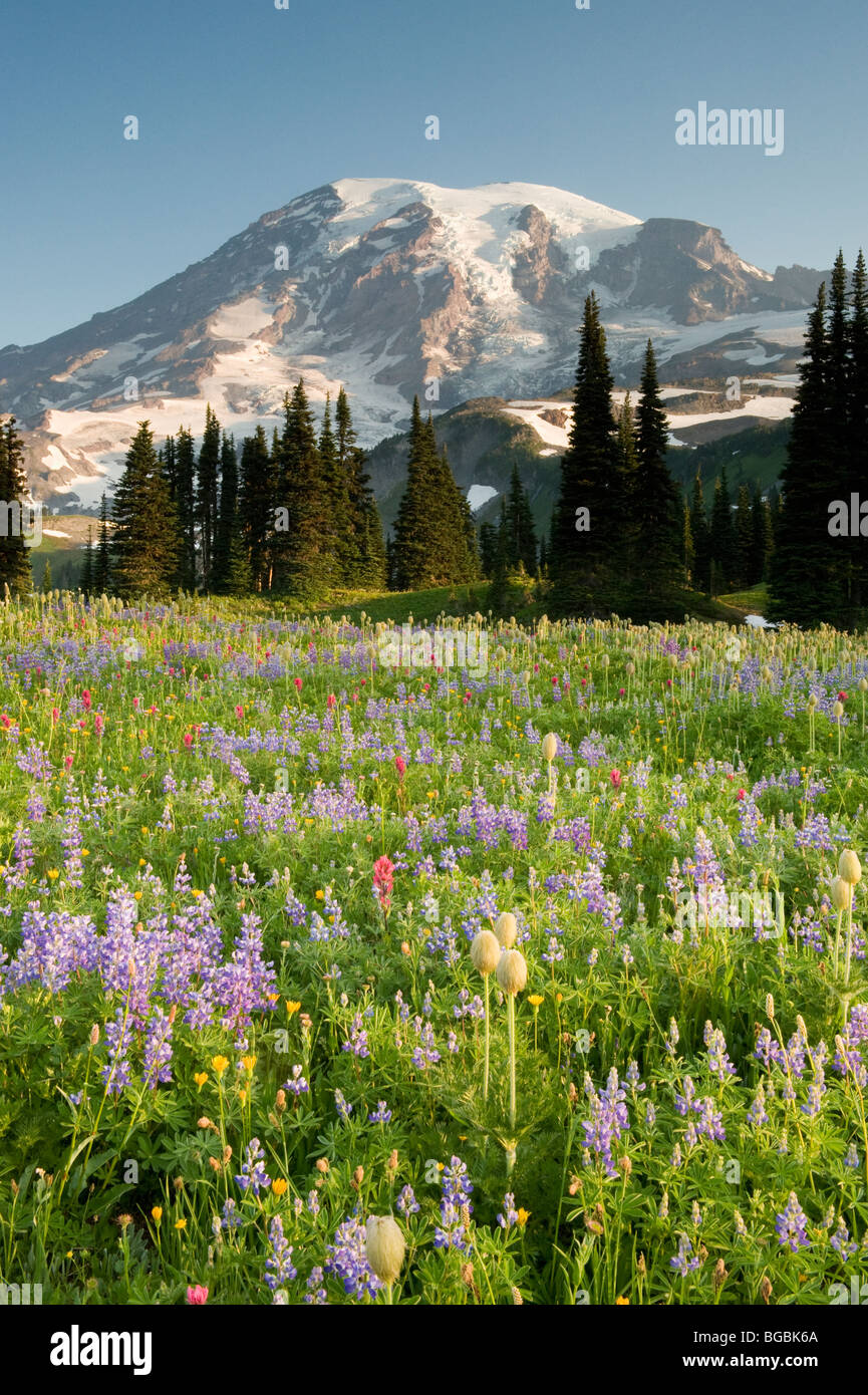 Les fleurs sauvages d'été, Mt. Rainier National Park, Washington Banque D'Images