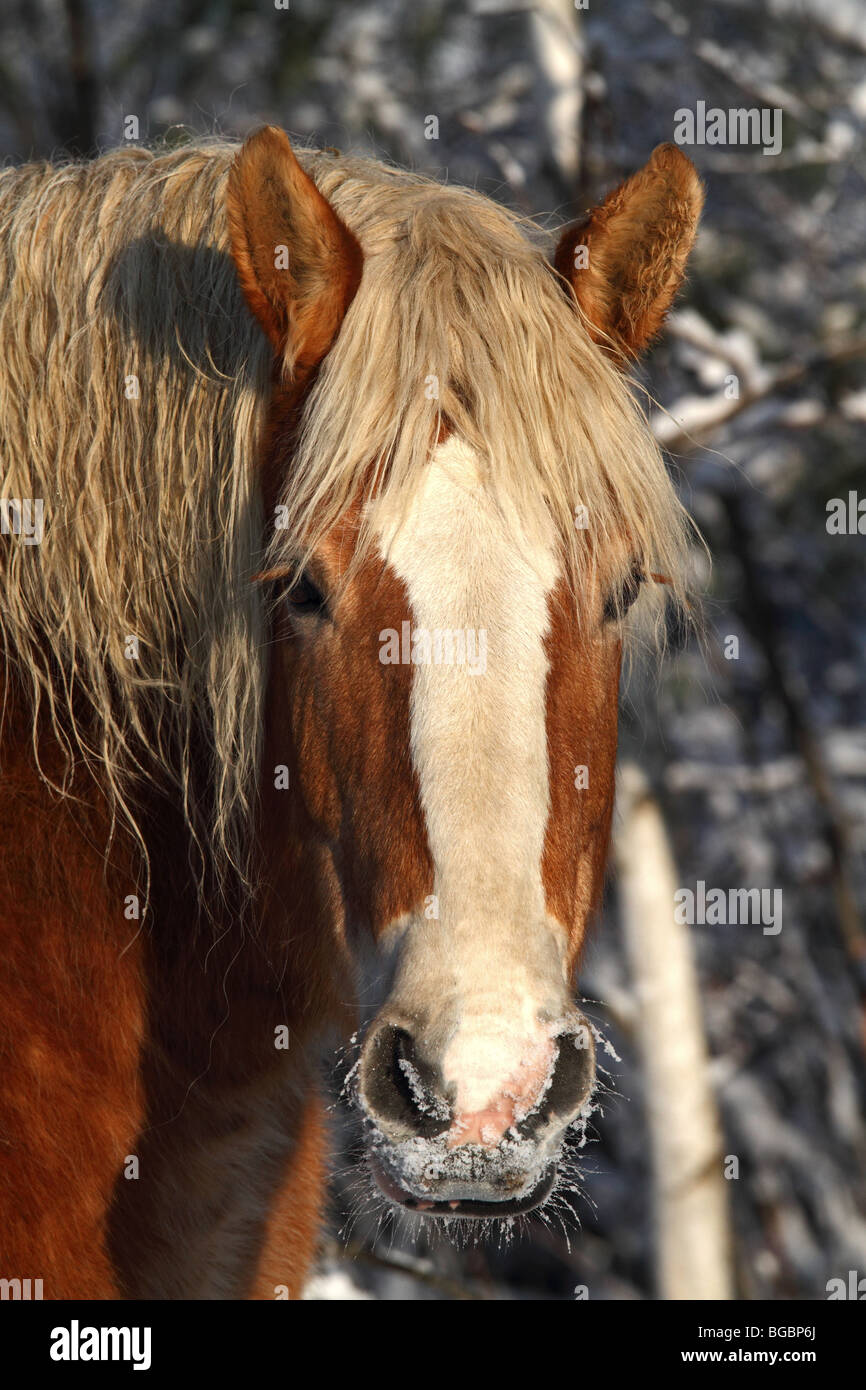 Cheval, cheval de trait belge à l'extérieur en hiver avec la neige. Également connu sous le nom de projet de cheval. Banque D'Images