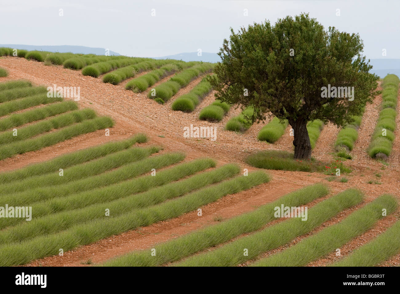 Un champ de lavande près de Manosque en Provence France Banque D'Images