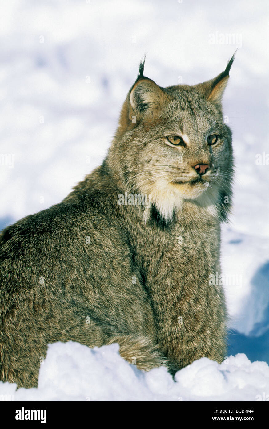 Dans la neige, le Lynx du Canada lynx (Felis), l'hiver, au nord du Montana. Prisonnier Banque D'Images