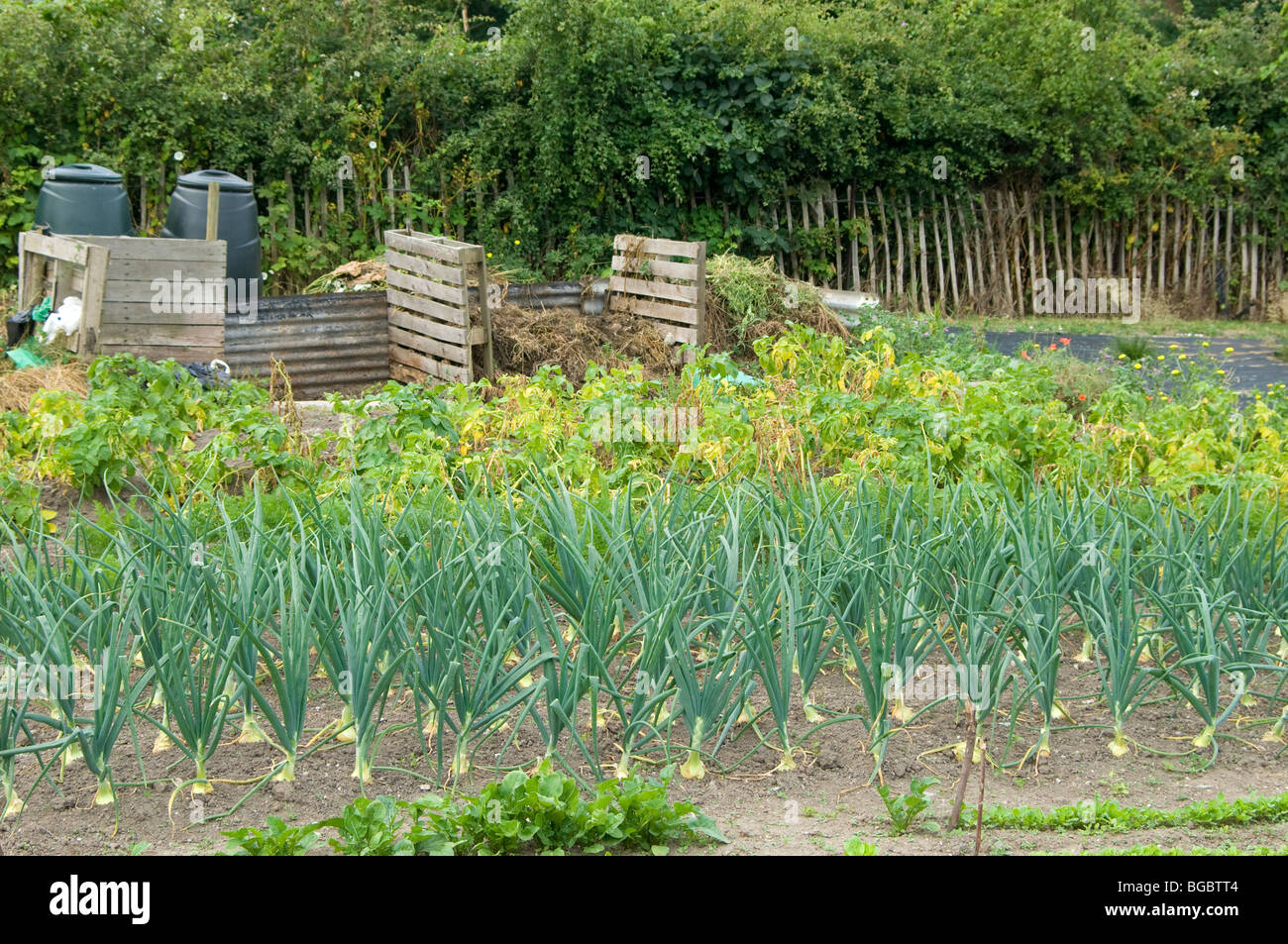 Un allotissement terrain montrant des rangées de plus en plus d'oignons au premier plan en face de pommes de terre et quelques casiers de compost à l'arrière-plan. Banque D'Images