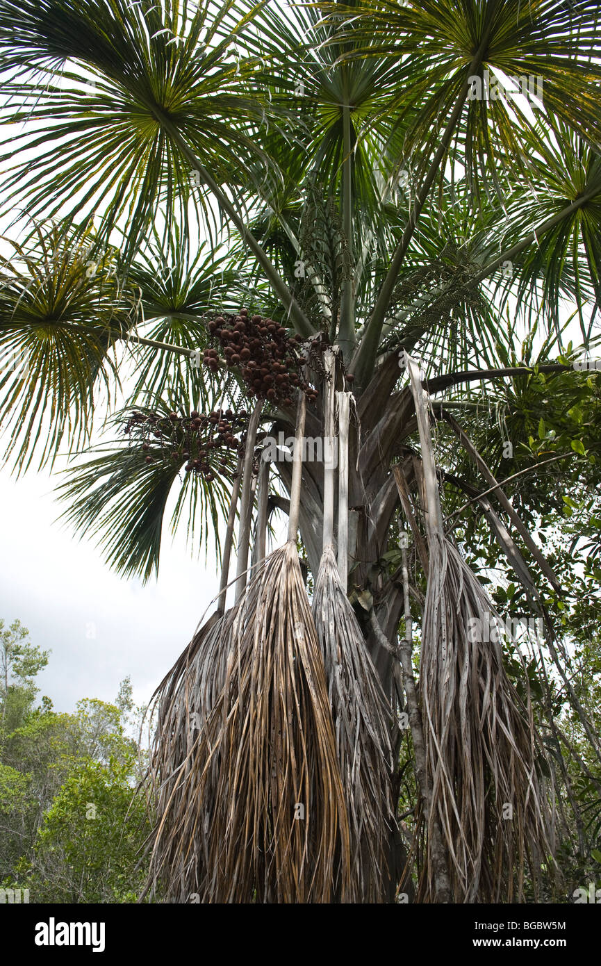 Ite Palm (Mauritia flexuosa) avec des fruits de la forêt tropicale d'Iwokrama Bouclier de Guyane Guyane Amérique du Sud Octobre Banque D'Images