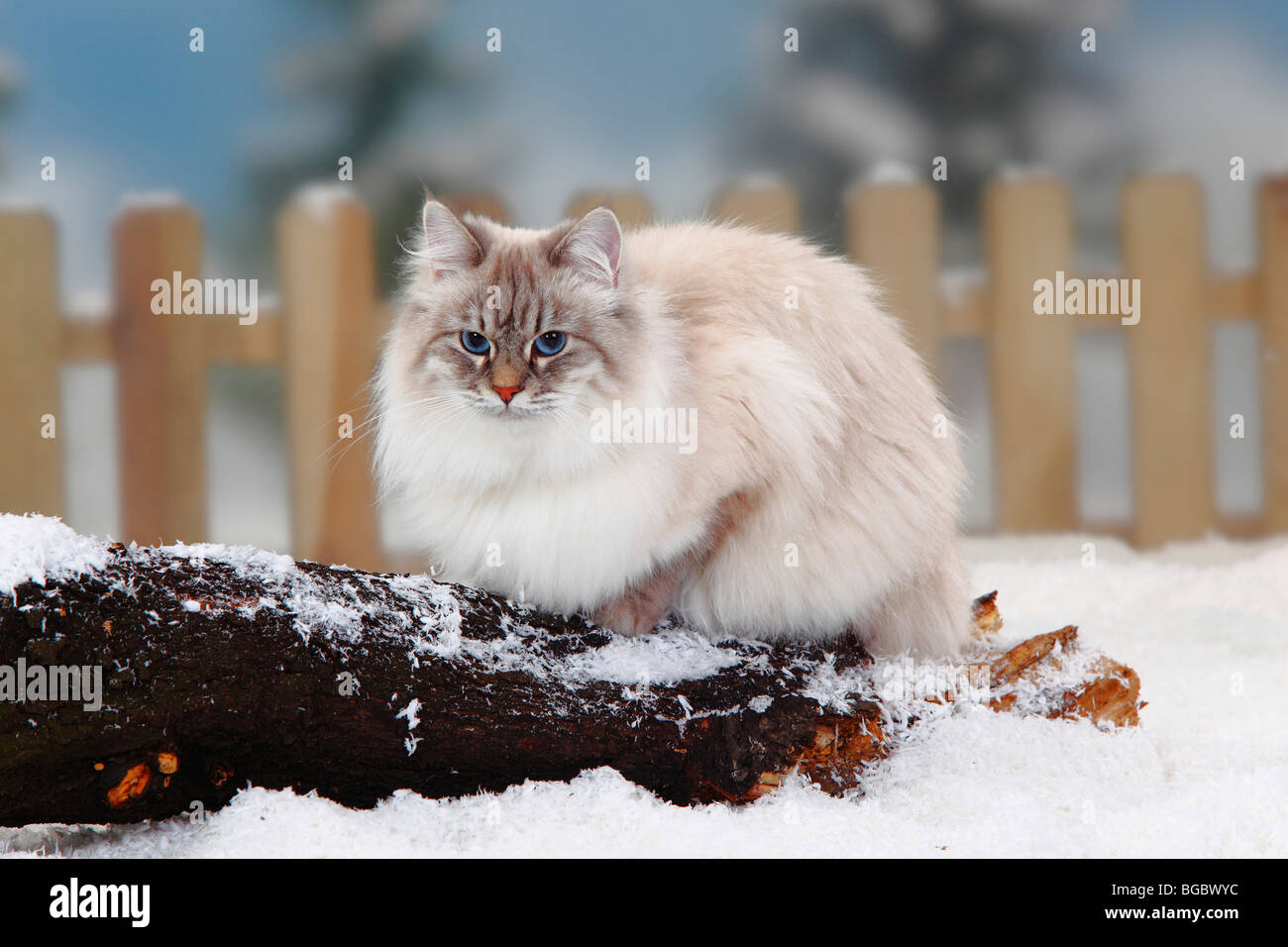 Neva Masquarade Bleu Argent Tabby Point Chat Des Forets Siberiennes Chat Siberien Neva Masquerade Siberie Photo Stock Alamy