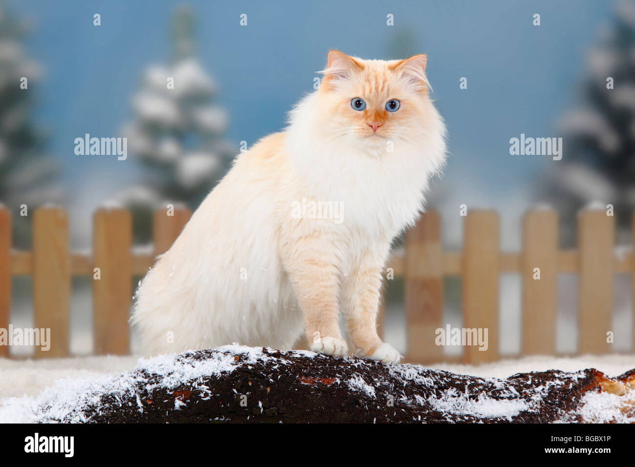 Neva Masquarade Tomcat Red Tabby Point Blanc Chat Des Forets Siberiennes Chat Siberien Neva Masquerade Siberie Photo Stock Alamy