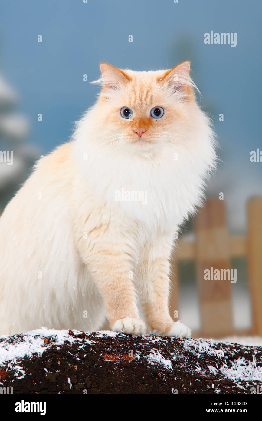 Red Tabby Point White Banque De Photographies Et D Images A Haute Resolution Alamy