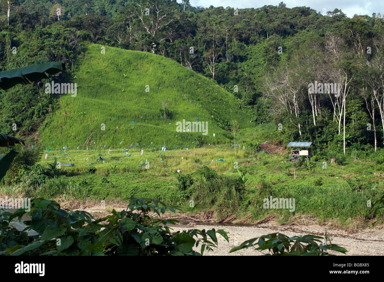 Hill riz qui est cultivé sur la colline des forêts tropicales défrichées entre Telupid et Ranau Sabah en Malaisie Bornéo Banque D'Images