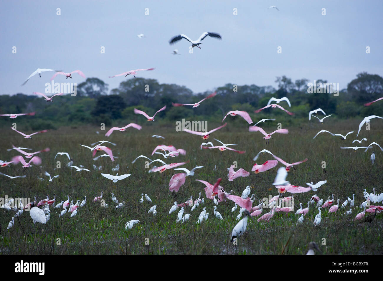 Flying Sterne de spatules de flou, Ajaja ajaja, Pantanal, Mato Grosso, Brésil, Amérique du Sud Banque D'Images