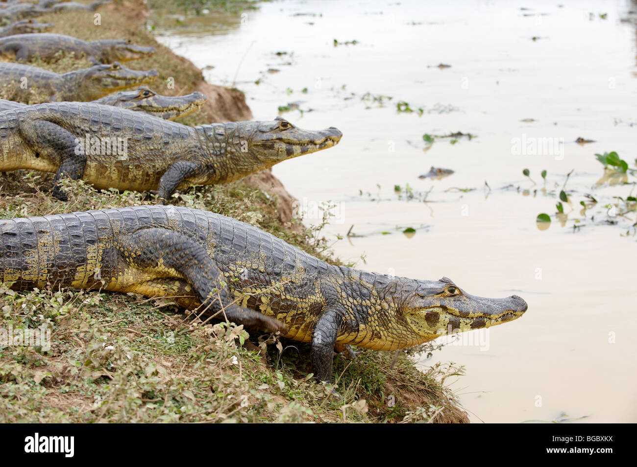 Groupe d'énormes caïmans yacare, Pantanal, Mato Grosso, Brésil, Amérique du Sud Banque D'Images