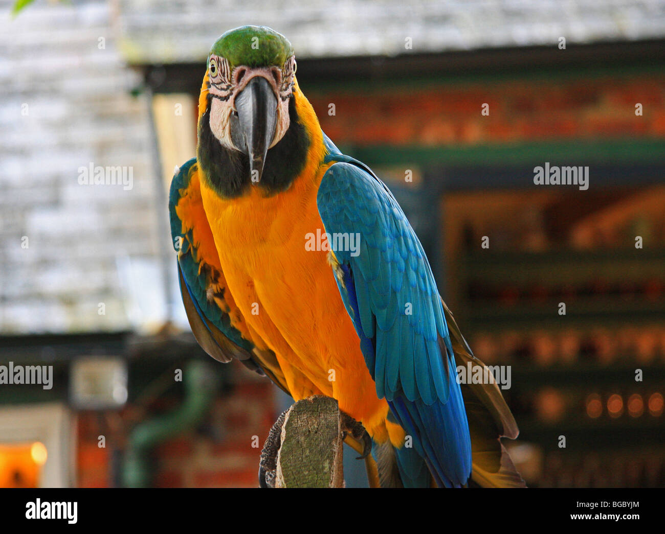 Perroquet Bleu sur un perchoir Banque D'Images