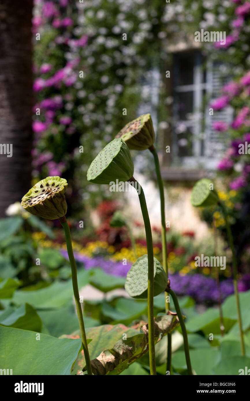 L'Europe, Italie, Piémont, Lac Majeur, l'île de Madre, étang, fleurs de lotus, les jardins, la végétation, la couleur Banque D'Images