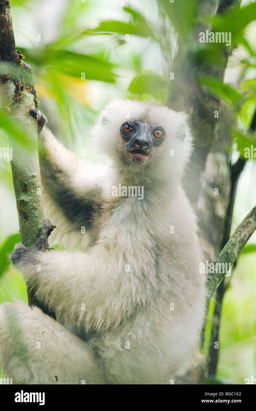 Propithèque soyeux (Propithecus candidus) Le Parc National de Marojejy, Madagascar Banque D'Images