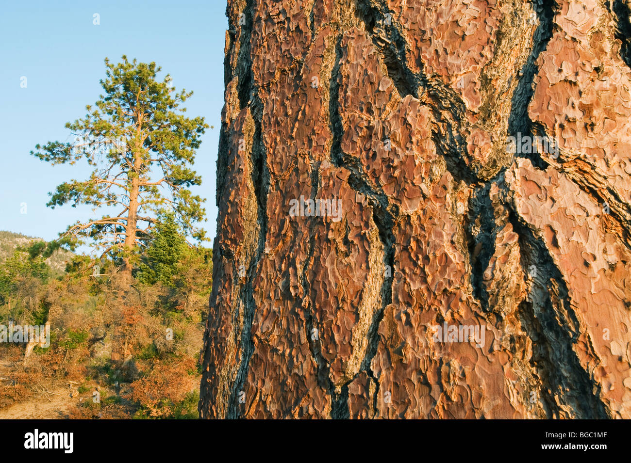 Arbre et l'écorce, le pin ponderosa (Pinus ponderosa) Parc d'État Sand Harbor, Lake Tahoe, Nevada Banque D'Images