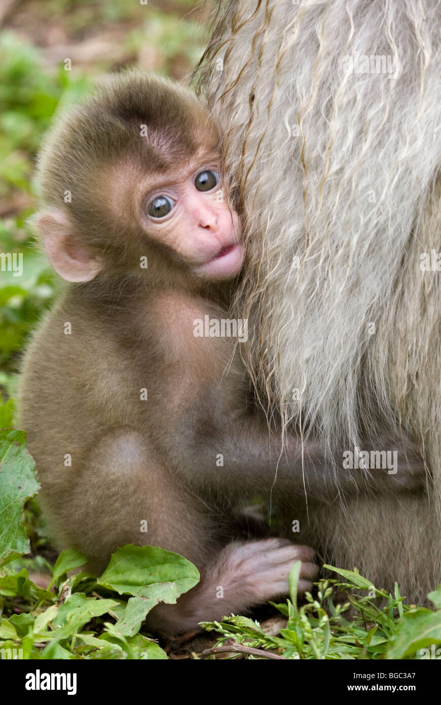 Macaque Japonais Bebe Accroche A La Fourrure De La Mere Macaca Fuscata Photo Stock Alamy