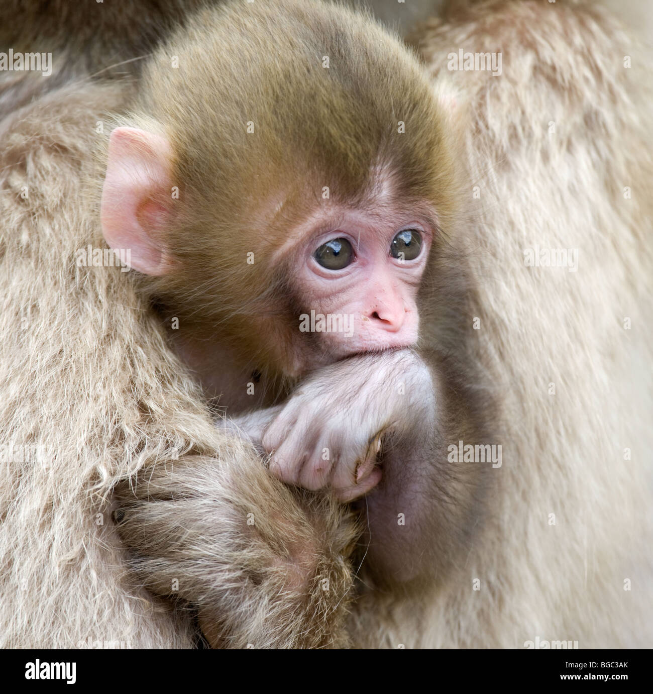 Bebe Macaque Japonais Macaca Fuscata Dans Les Bras De Mere Photo Stock Alamy