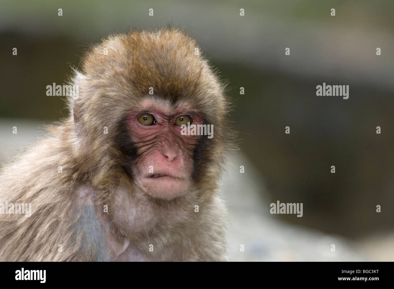 Un jeune macaque japonais sauvage fait un visage tout en menaçant un autre singe dans le parc Jigokudani sur l'île Honshu, Japon (Macaca fuscata) Banque D'Images