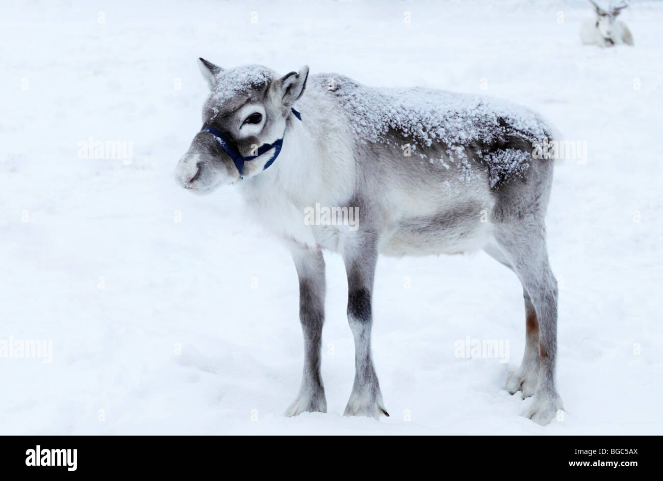 Un veau de rennes dans la neige, Laponie, Finlande Banque D'Images