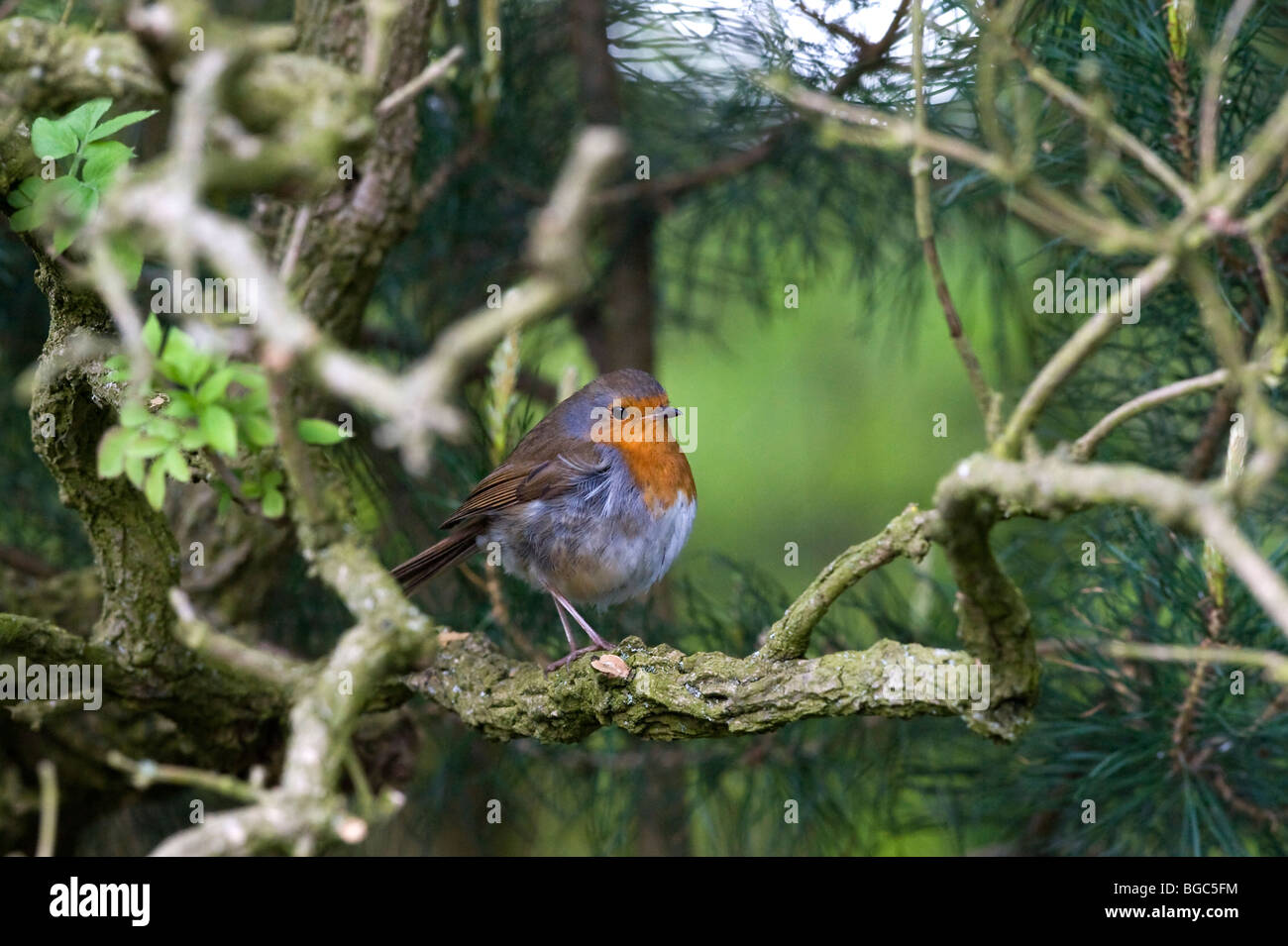 European robin (Erithacus rubecula aux abords) Banque D'Images