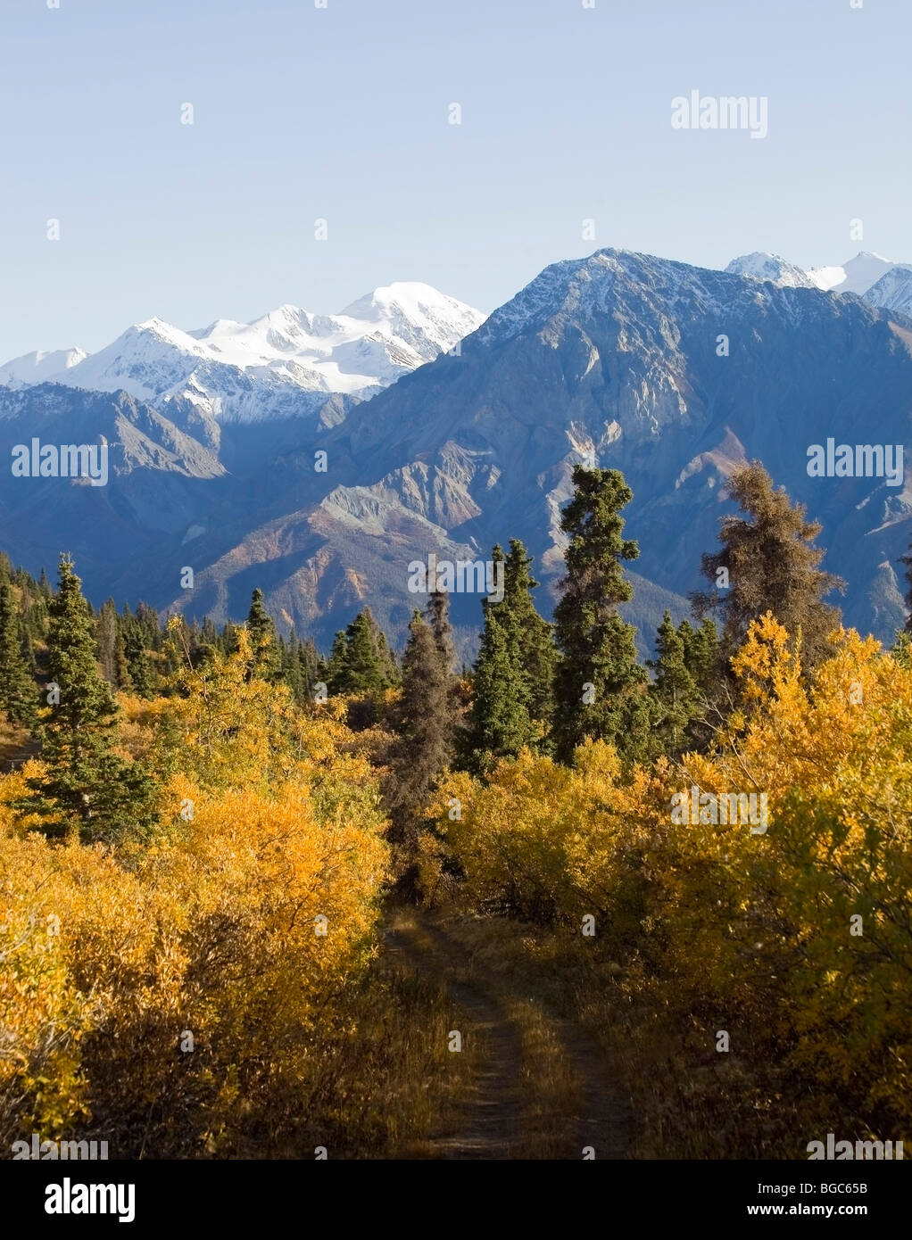 L'été indien, les feuilles du peuplier en couleurs d'automne, sentier de randonnée, vue depuis le mont Sheep, montagnes St., Parc National Banque D'Images