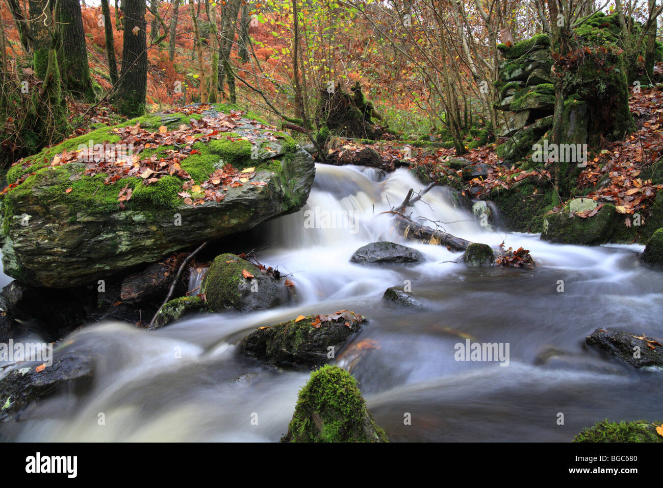 Stream Stott Park, Finsthwaite, Lake District, Cumbria (Royaume-Uni), l'automne feuilles de mousse des rochers. Banque D'Images