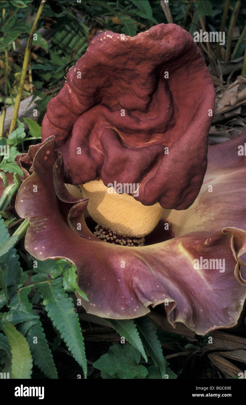 Pied d'Eléphant yam, Whitespot arum géant ou Stink lily (Amorphophallus paeoniifolius), Parc national de Taman Negara, Malaisie, Sou Banque D'Images