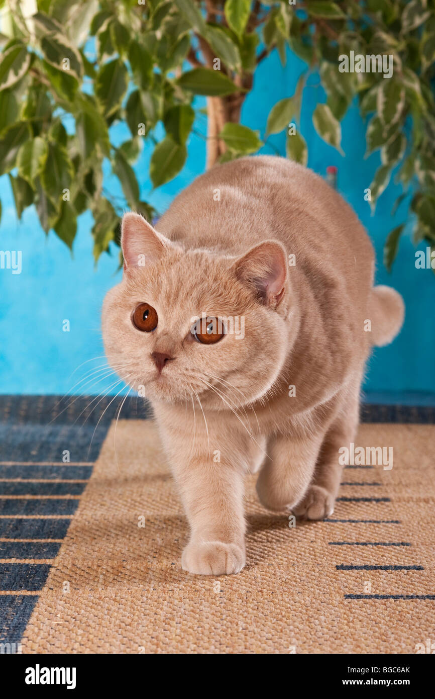 Chat British Shorthair à marcher vers l'appareil photo Banque D'Images