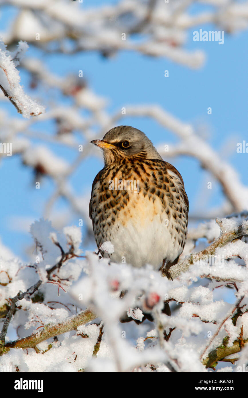 F Turdus Fieldfare en haie couverte de neige Banque D'Images