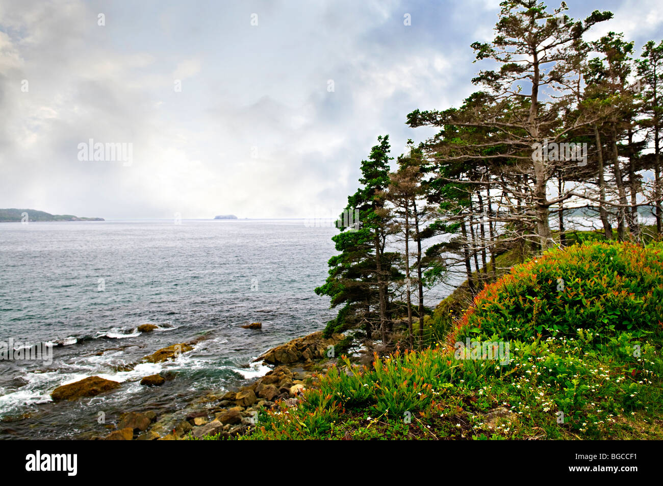 Vue panoramique de la côte rocheuse la côte atlantique avec des arbres à Terre-Neuve, Canada Banque D'Images