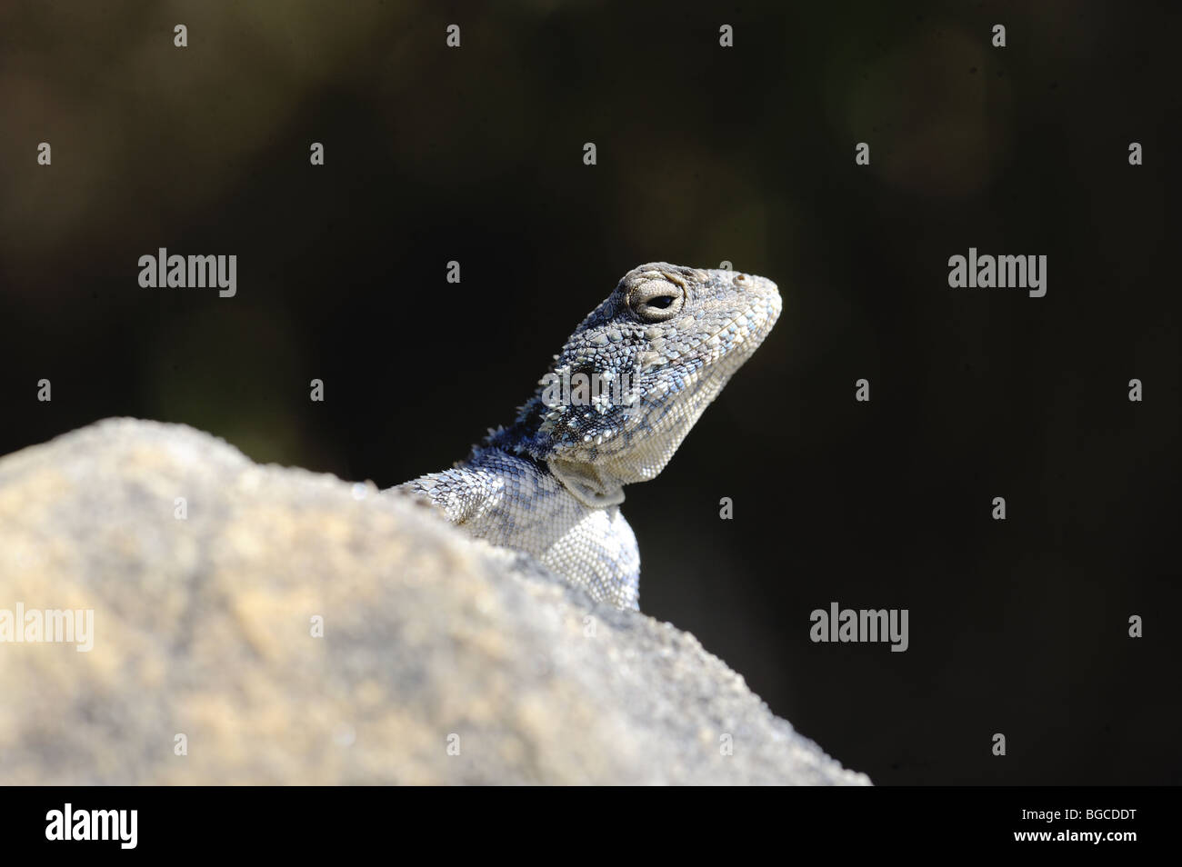 Rock Agama Lizard peering over rock Banque D'Images