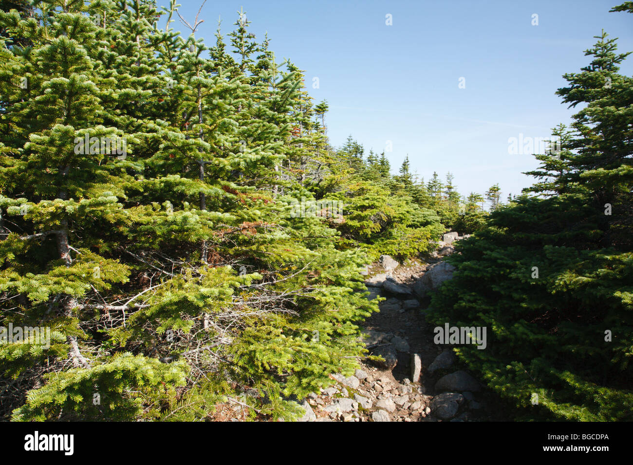 Sentier de la crête du signal pendant les mois d'été. Situé dans les Montagnes Blanches du New Hampshire, USA. Banque D'Images
