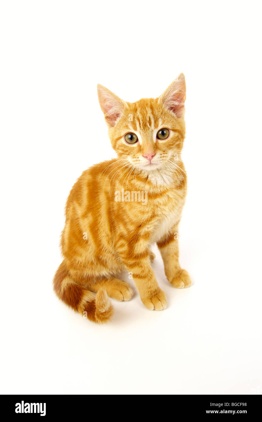 Ginger kitten on white background Banque D'Images