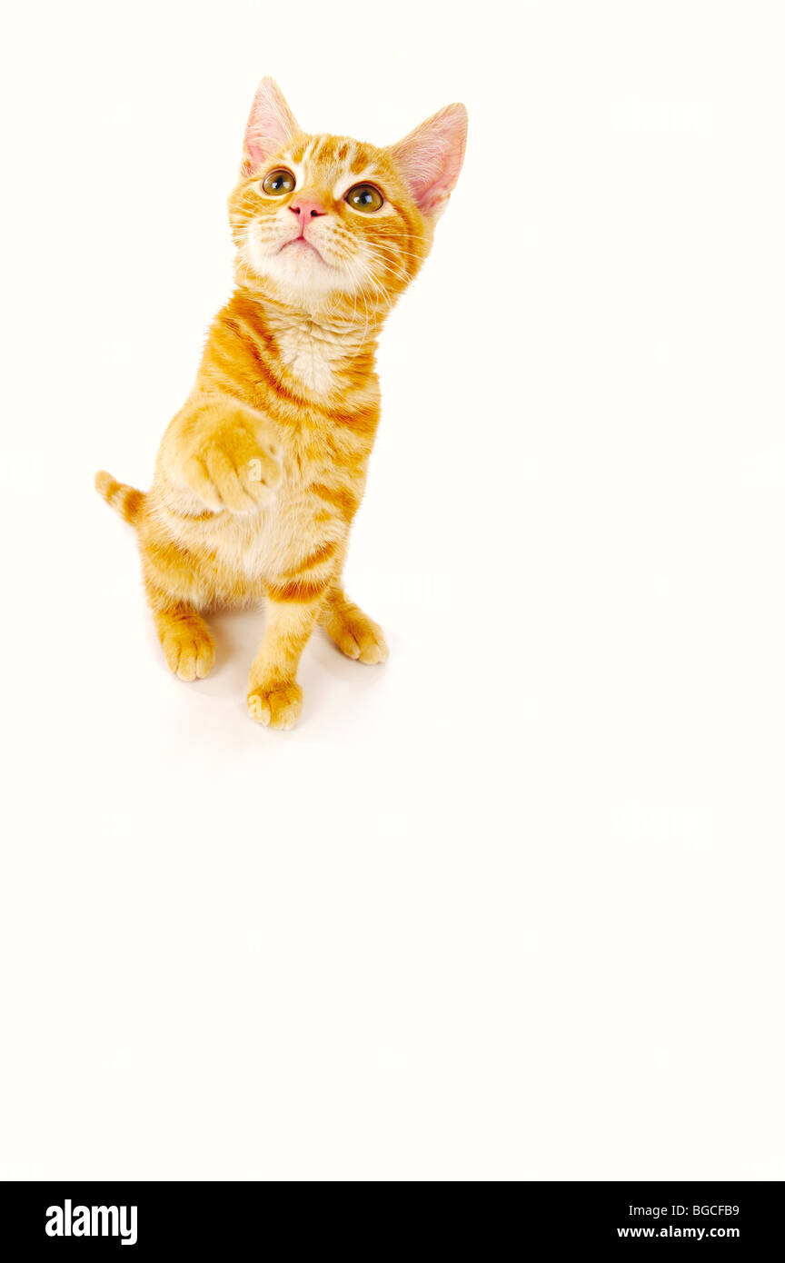 Ginger kitten on white background Banque D'Images