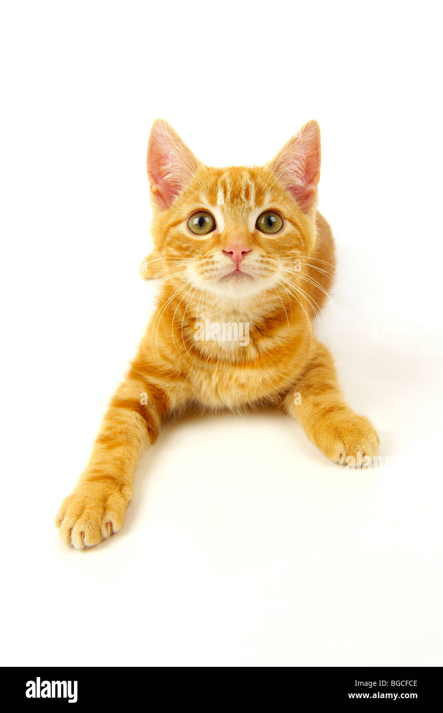 Ginger kitten on white background Banque D'Images