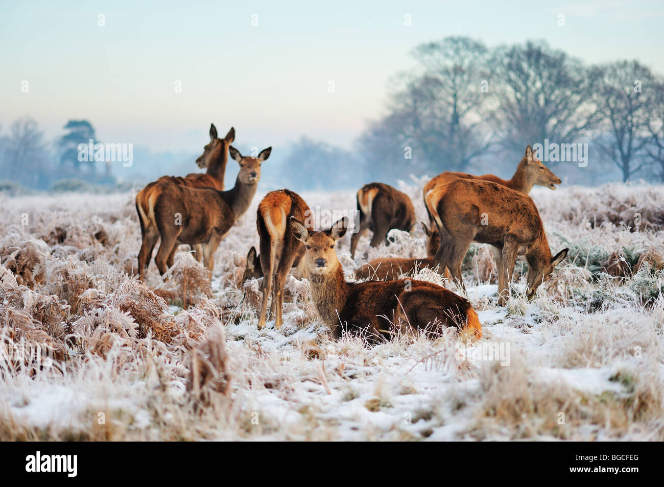 Deer Park à Richmond, Surrey, England, UK Banque D'Images
