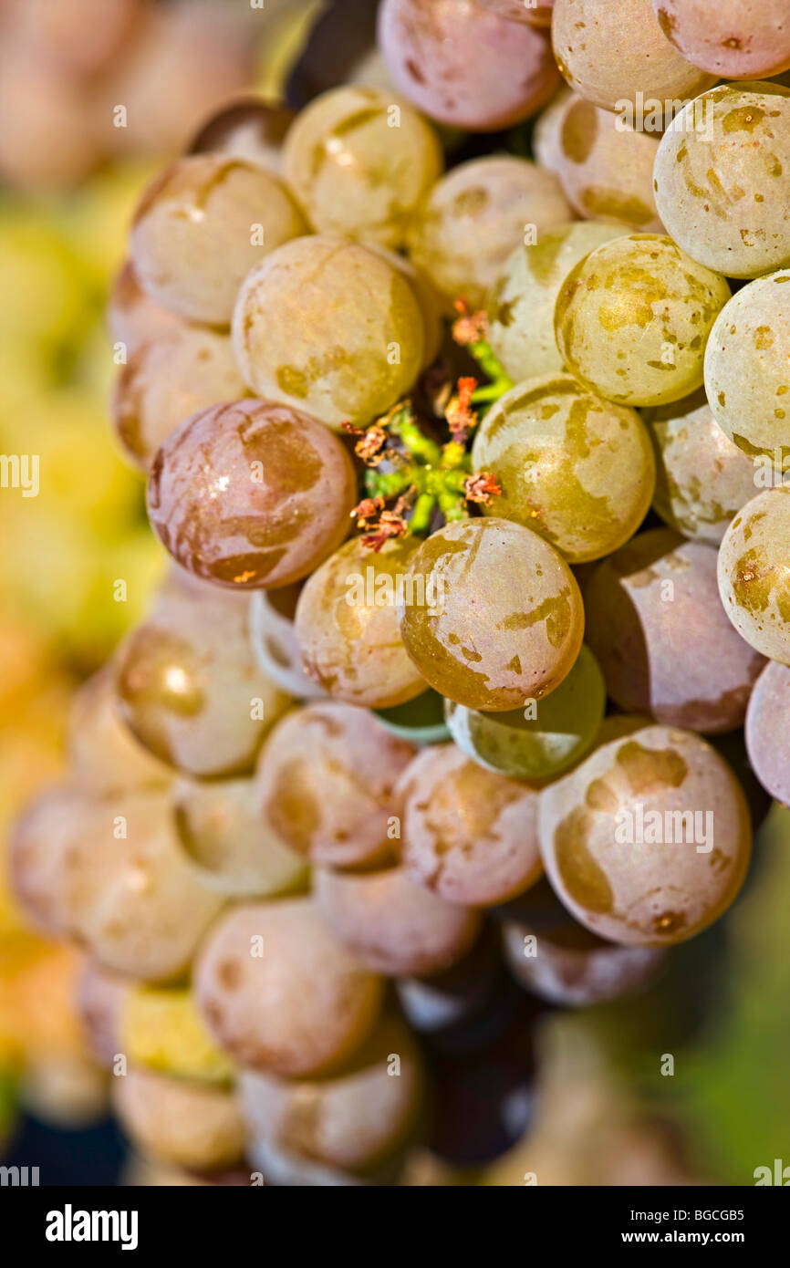 Des grappes de raisins blancs qui poussent sur des vignes à Bonitas Winery, Summerland, Région de l'Okanagan et de la Similkameen,, British Col Banque D'Images