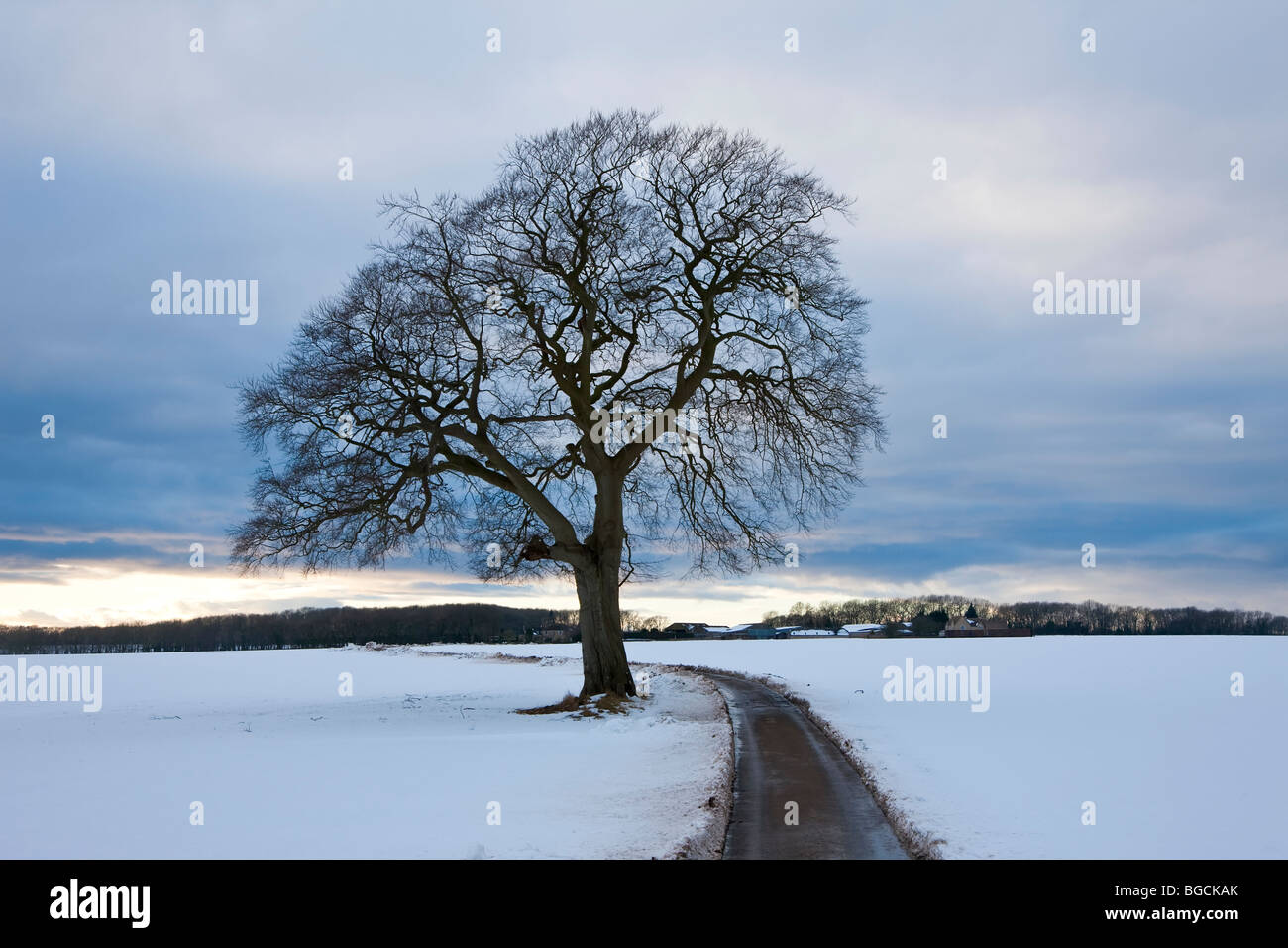 Arbre d'hiver & country lane, Gloucestershire, Royaume-Uni Banque D'Images