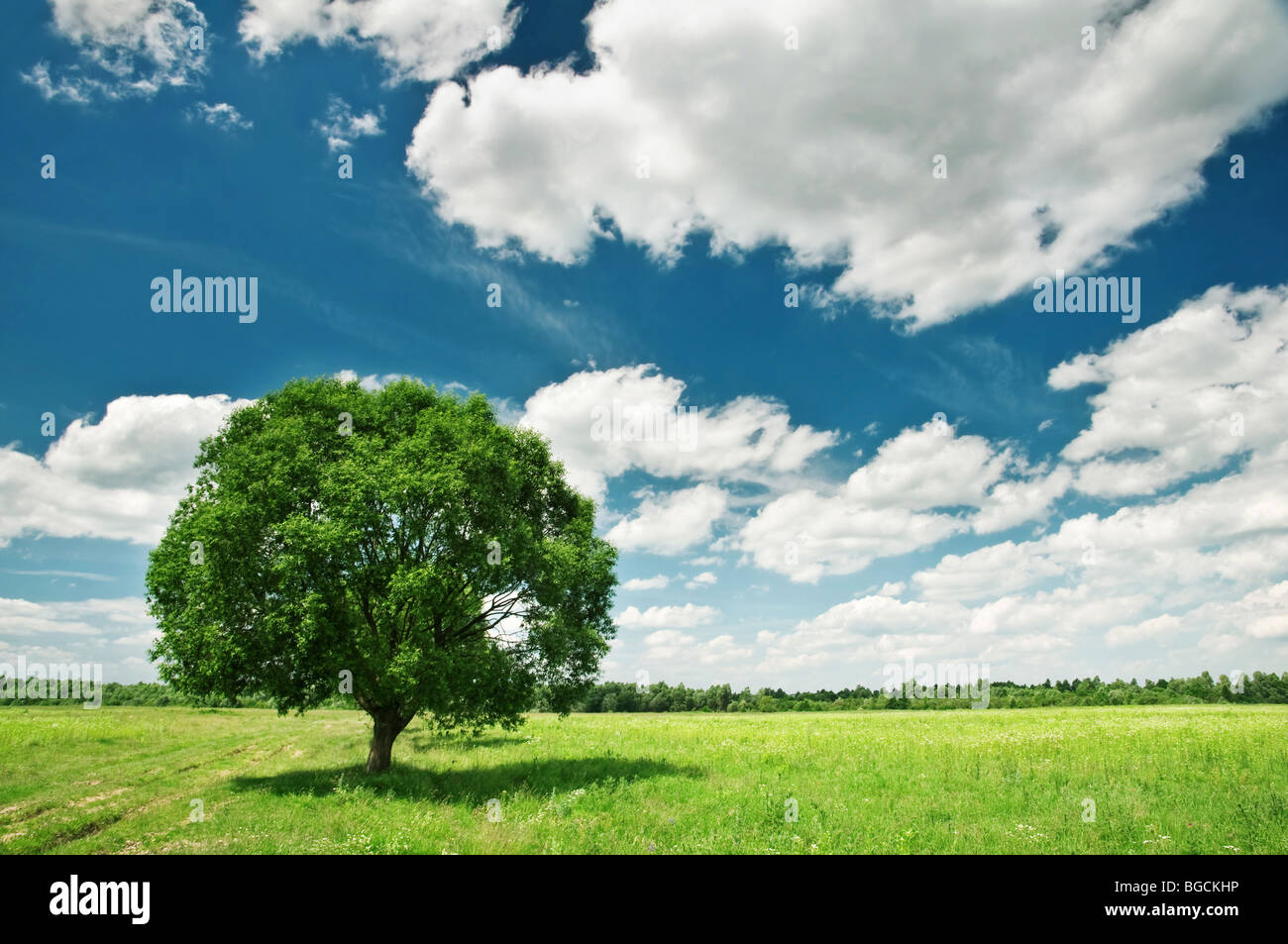 Seul arbre sur summer meadow Banque D'Images