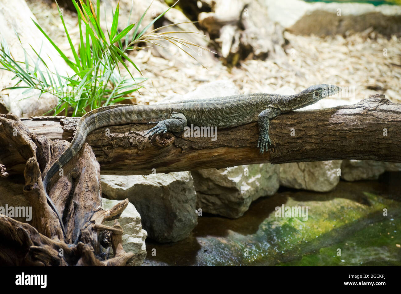 Varan du Nil (Varanus niloticus) Banque D'Images