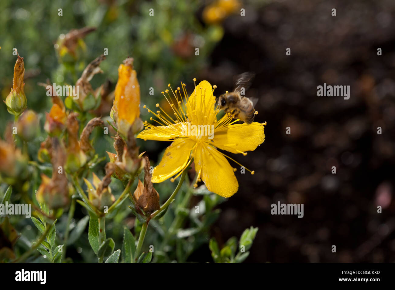 St John's Wort, Äkta johannesört (Hypericum perforatum) Banque D'Images