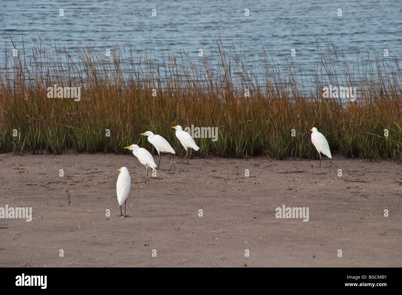 Grande Aigrette américaine ou dans le 400 arce Robinson Préserver dans Manatee comté à Bradenton en Floride Banque D'Images