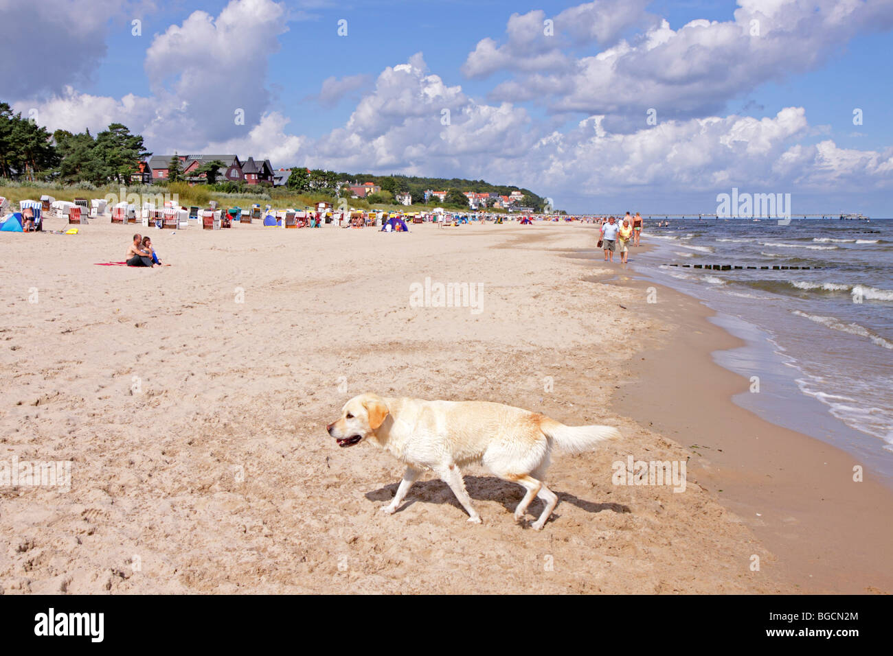 Dog Beach, l'île de Usedom Bansin, Schleswig-Holstein, Allemagne, Banque D'Images