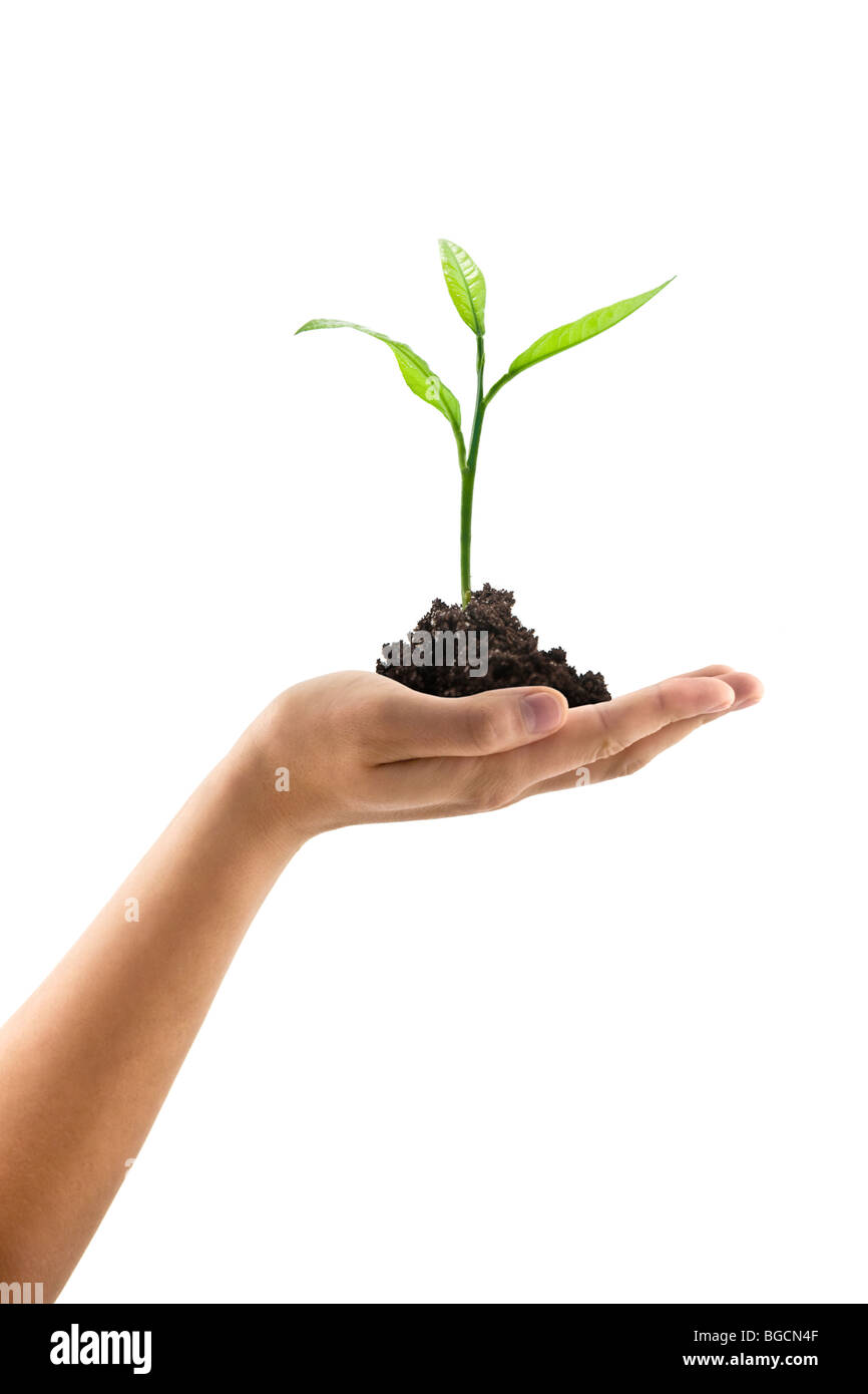 planter dans la main Banque D'Images