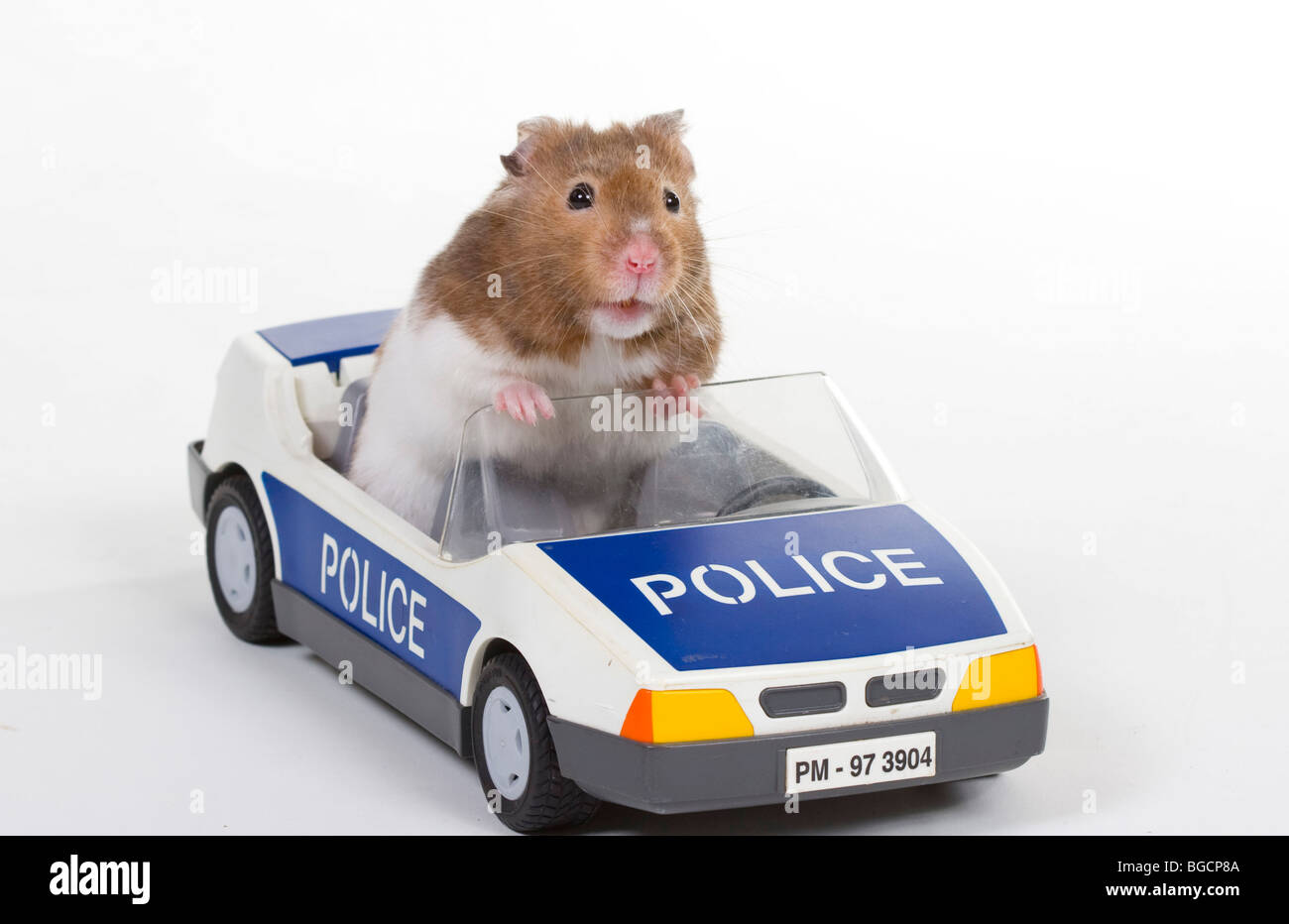 Hamster dans un jouet voiture de police Banque D'Images