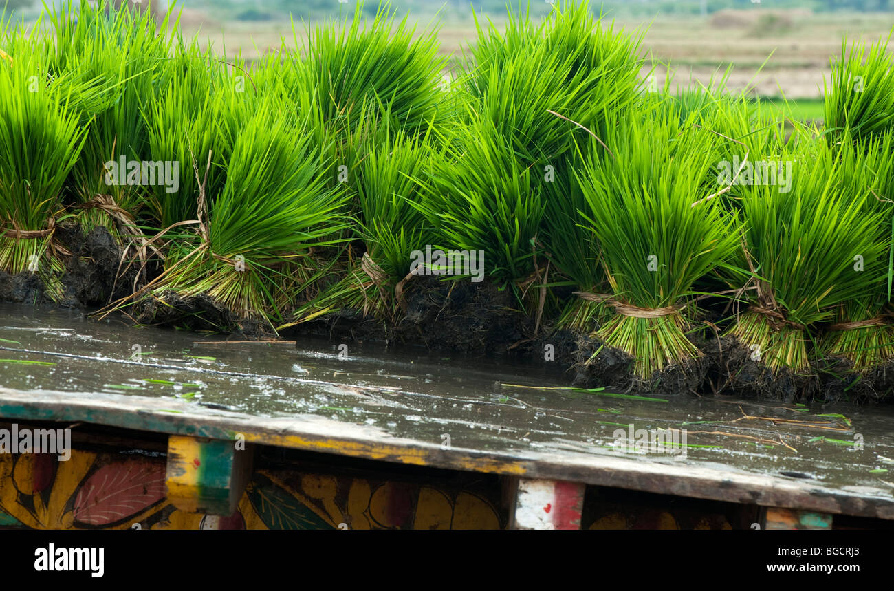 Les cadres de nouveaux plants de riz sur une charrette juste avant la plantation d'une nouvelle rizière. L'Andhra Pradesh, Inde Banque D'Images