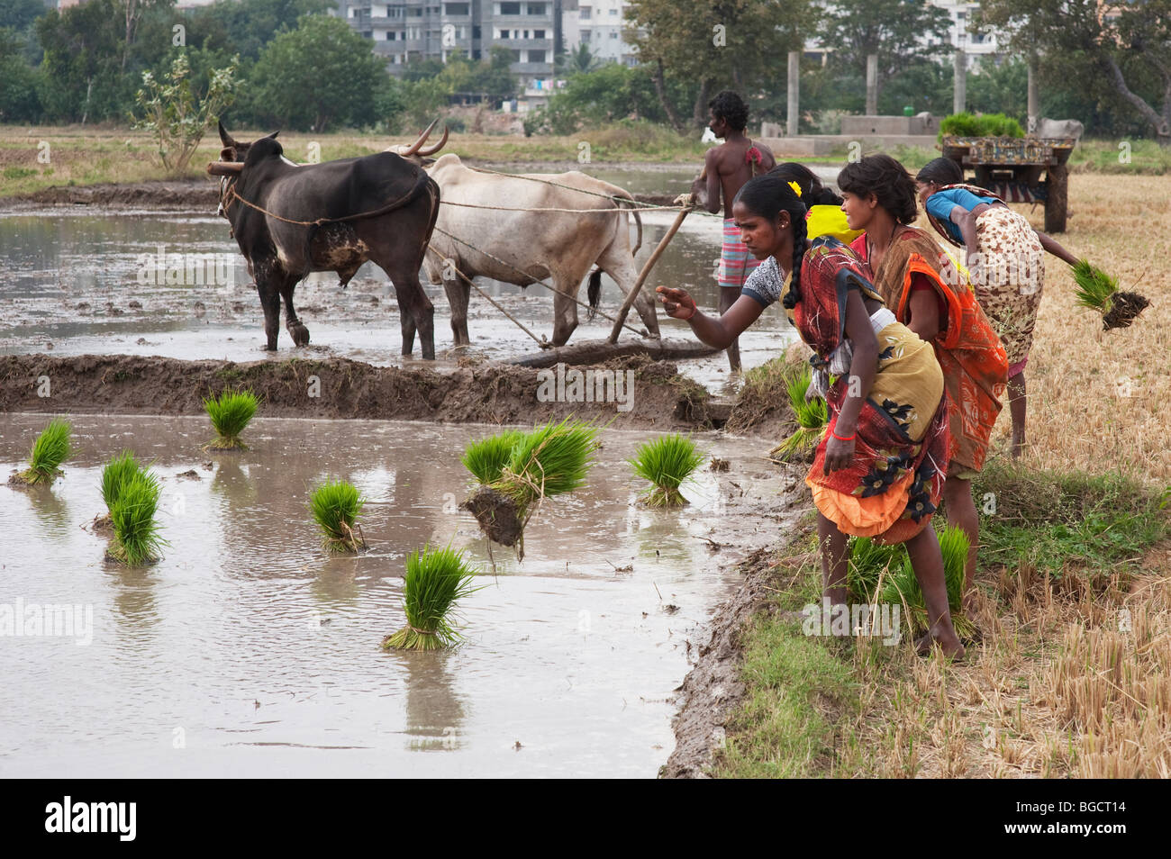 Les femmes indiennes de jeter des paquets de plants de riz dans une rizière préparé prêt pour la plantation. L'Andhra Pradesh, Inde Banque D'Images