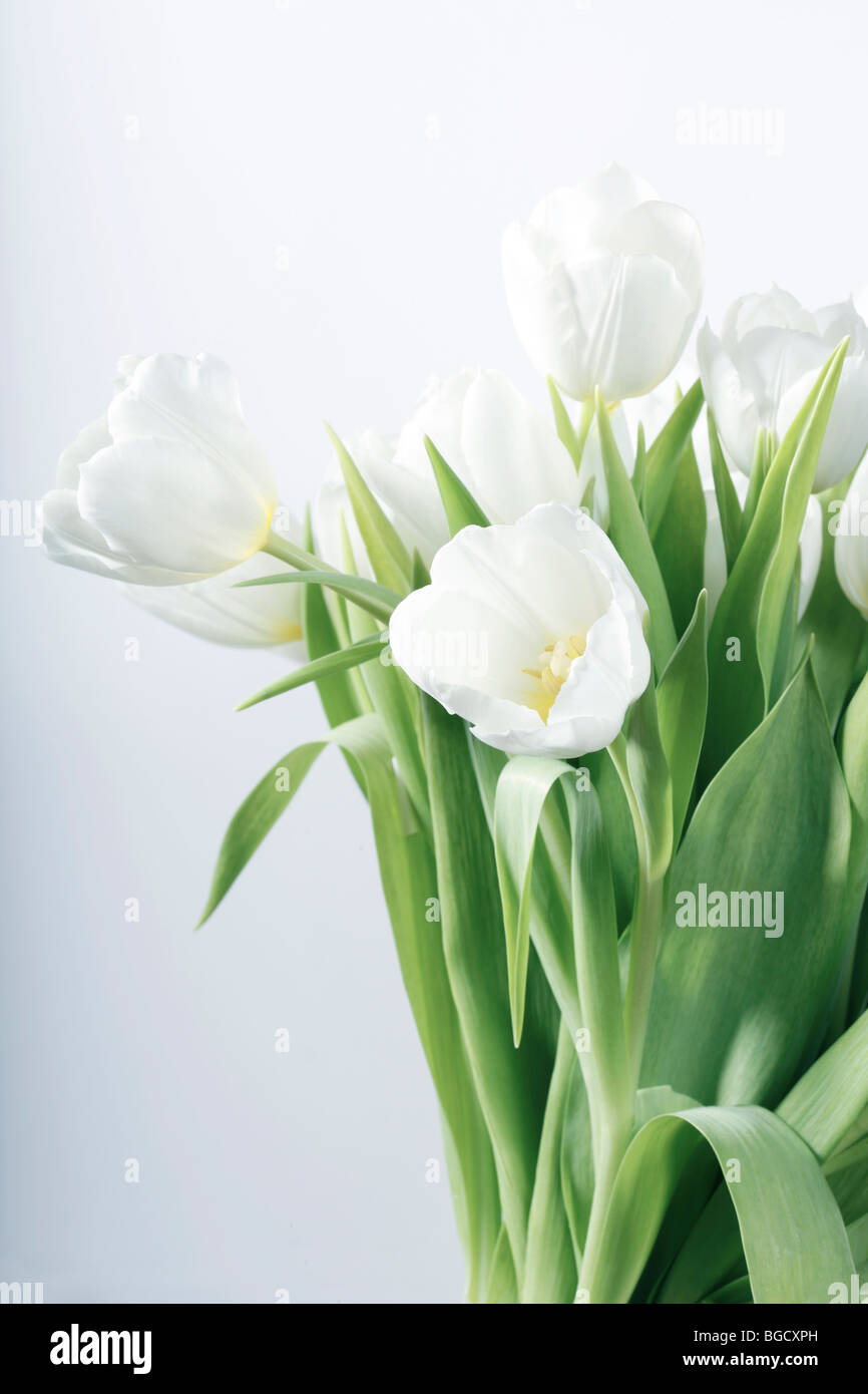 Nature morte avec tulipes blanches - selective focus, l'accent principal sur fleur à l'avant Banque D'Images
