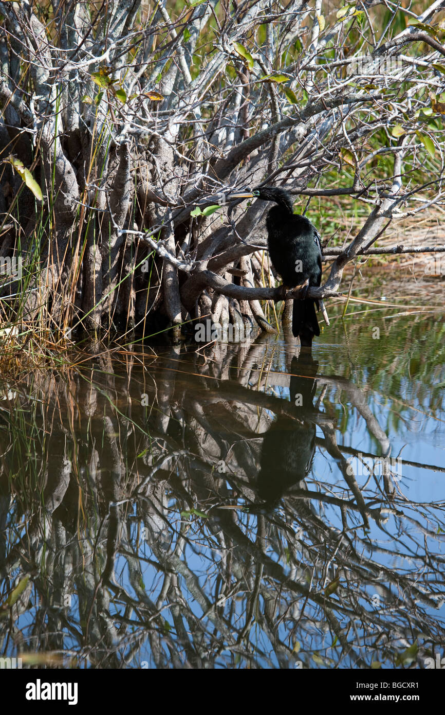 La chasse au cormoran pour le poisson de arbre, miroir de l'eau reflet dans le parc national des Everglades en Floride USA Banque D'Images