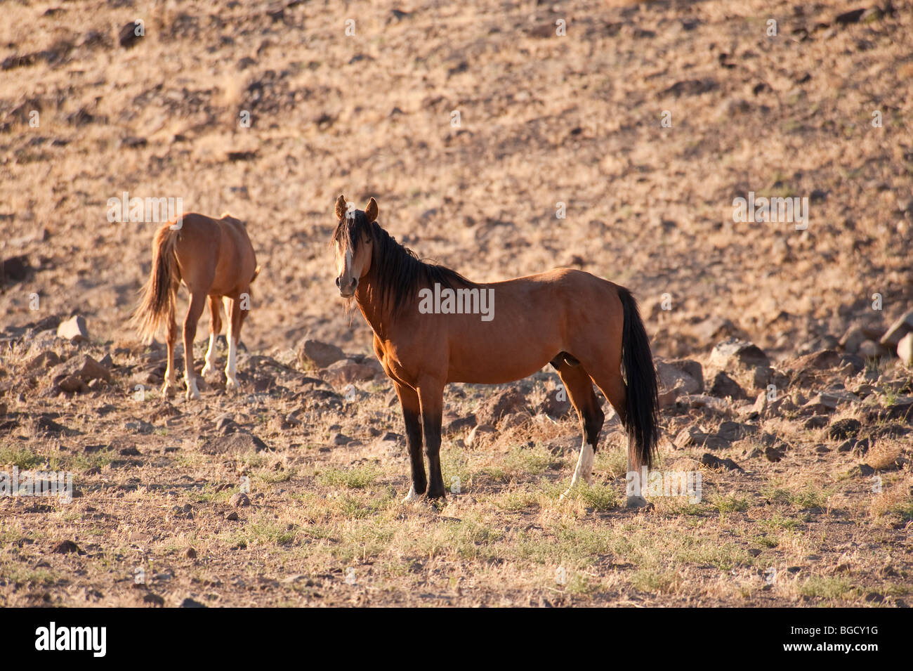 Chevaux sauvages Equus ferus caballus Nevada Banque D'Images