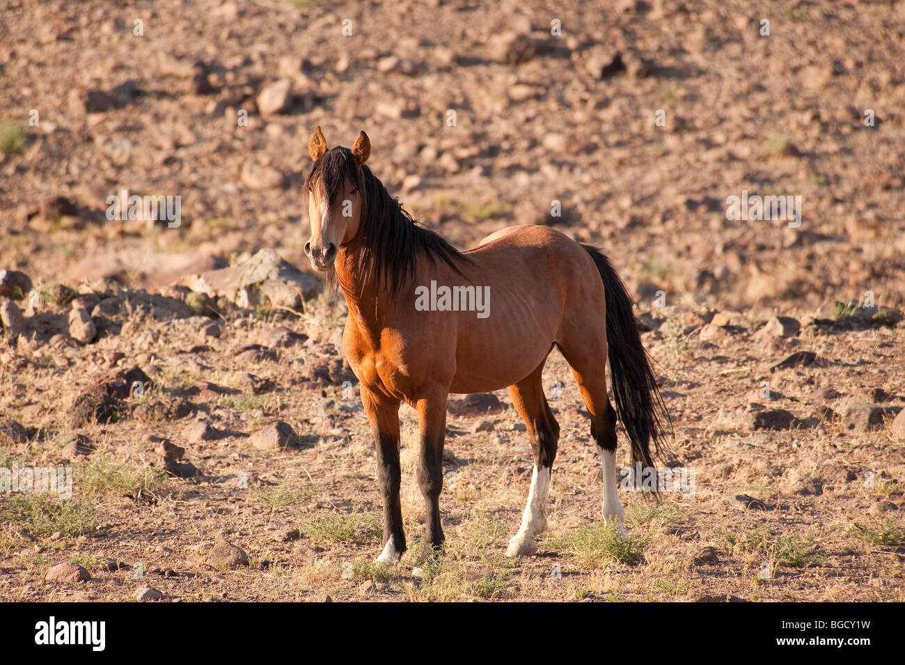 Wild Horse Equus ferus caballus Nevada Banque D'Images